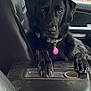 dog, black_dog, pet, collar, tag, car_interior, leather_seat, paw, window, outdoor, vehicle, animal, relaxed, sitting, front_seat, comfort, domestic_animal, fur, canine, resting