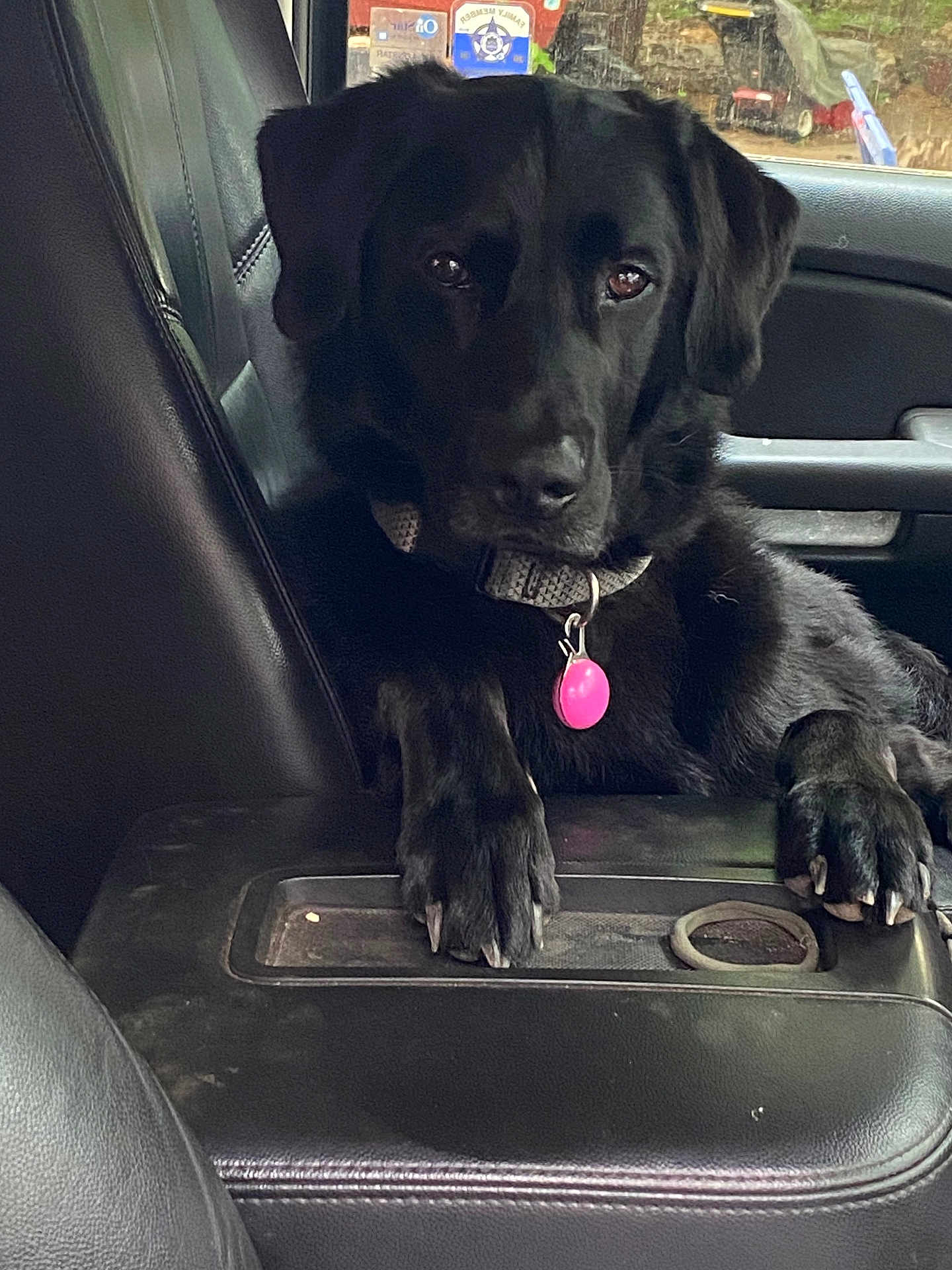 Diesel is registered to the contest to win money with this photo: dog, black_dog, pet, collar, tag, car_interior, leather_seat, paw, window, outdoor, vehicle, animal, relaxed, sitting, front_seat, comfort, domestic_animal, fur, canine, resting
