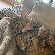 Lucky a rejoint le concours — aidez-le/la à gagner de superbes lots ! cat, tabby, sleeping, cozy, blanket, couch, indoor, fur, pet, relaxing, natural_light, window, home, feline, cute, resting, whiskers, paws, soft, animal