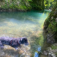 Théodore a rejoint le concours — aidez-le/la à gagner de superbes lots ! dog, water, river, rocks, moss, nature, outdoor, greenery, sunlight, reflection, animal, harness, stream, forest, wildlife, freshwater, scenic, peaceful, daytime, wet