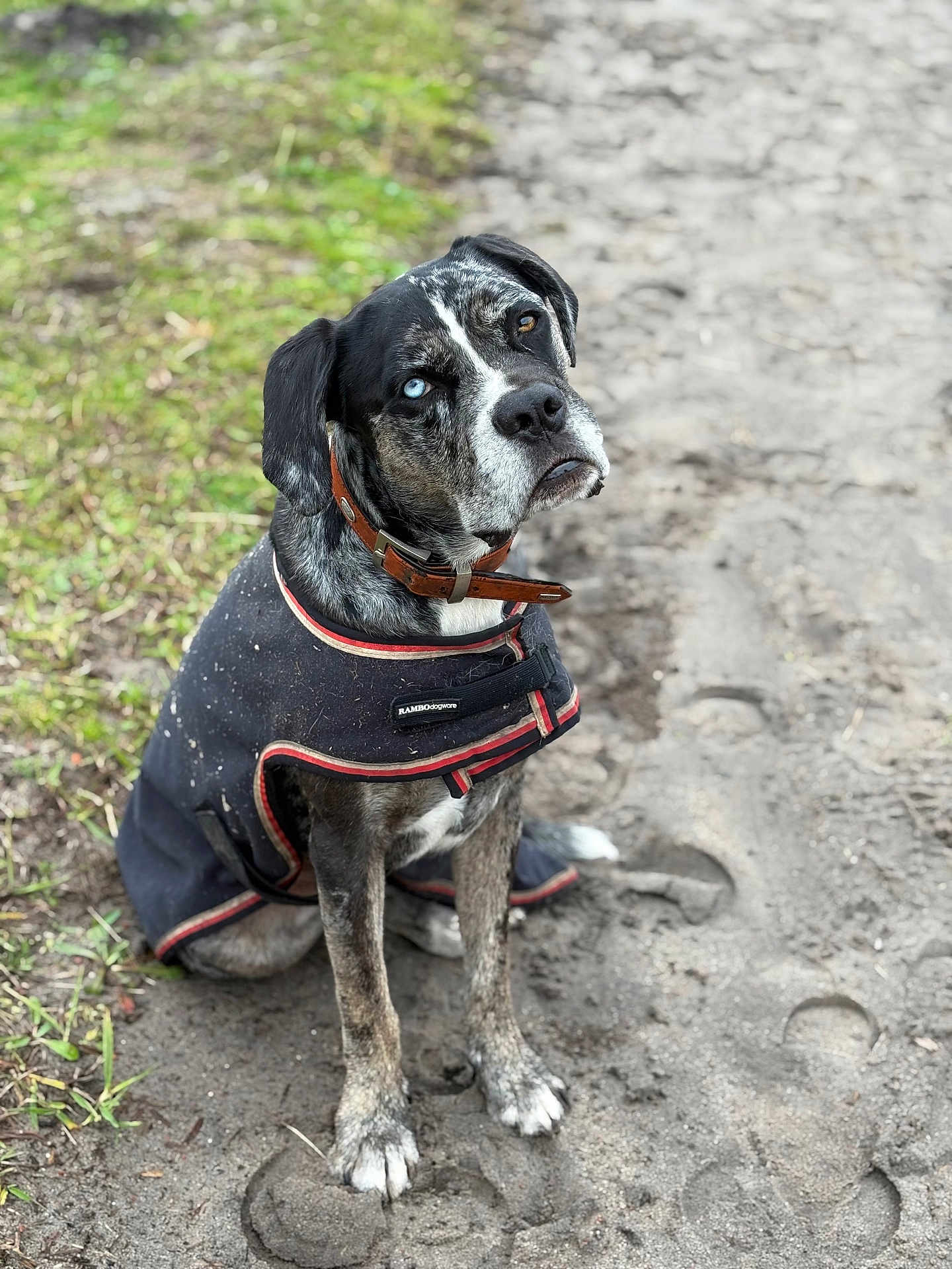 Théodore participe au concours pour gagner de l'argent avec cette photo : dog, canine, heterochromia, blue_eye, brown_eye, dog_coat, collar, outdoor, dirt_path, mud, grass, sitting, pet, animal, looking_up, fur, muzzle, ears, paws, nature