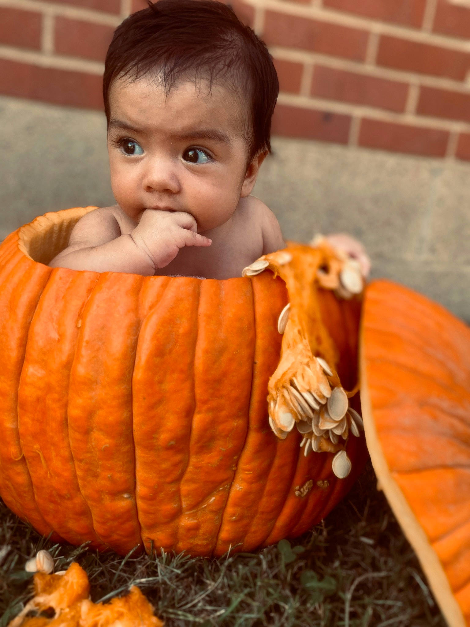 Sacha is registered to the contest to win money with this photo: calabaza, cucurbita, eye, facial_expression, fruit, gourd, grass, happy, local_food, natural_foods, orange, person, plant, produce, pumpkin, sitting, squash, toddler, vegetable, winter_squash