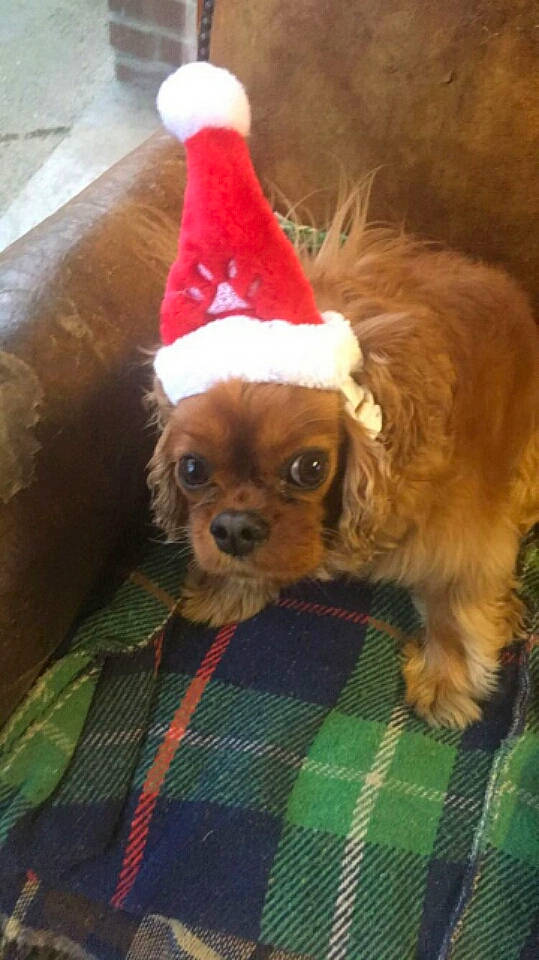 Eureka a rejoint le concours — aidez-le/la à gagner de superbes lots ! american_cocker_spaniel, canidae, carnivore, cavalier_king_charles_spaniel, cocker_spaniel, companion_dog, dog, dog_breed, dog_clothes, english_cocker_spaniel, fawn, king_charles_spaniel, mammal, puppy, rare_breed_dog, snout, spaniel, sporting_group, toy_dog, vertebrate