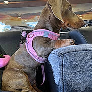 Coco joined the competition — help win amazing prizes! accessories, animal, belt, canine, chair, collar, couch, cushion, dog, furniture, homedecor, hound, indoors, person, pet, pointer, puppy, purple, sleeping, snout