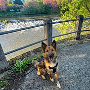 Naya participe au concours pour gagner de l'argent avec cette photo : animal, canine, dog, fence, grass, greenery, happy, harness, leash, nature, outdoor, path, pet, river, scenic, smiling, spring, sunlight, trees, waterfall
