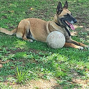 Olivette a rejoint le concours — aidez-le/la à gagner de superbes lots ! dog, grass, outdoor, animal, pet, volleyball, tongue_out, sunlight, tree_trunk, playful, canine, resting, brown_coat, collar, nature, summer, ground, relaxed, shade, daytime