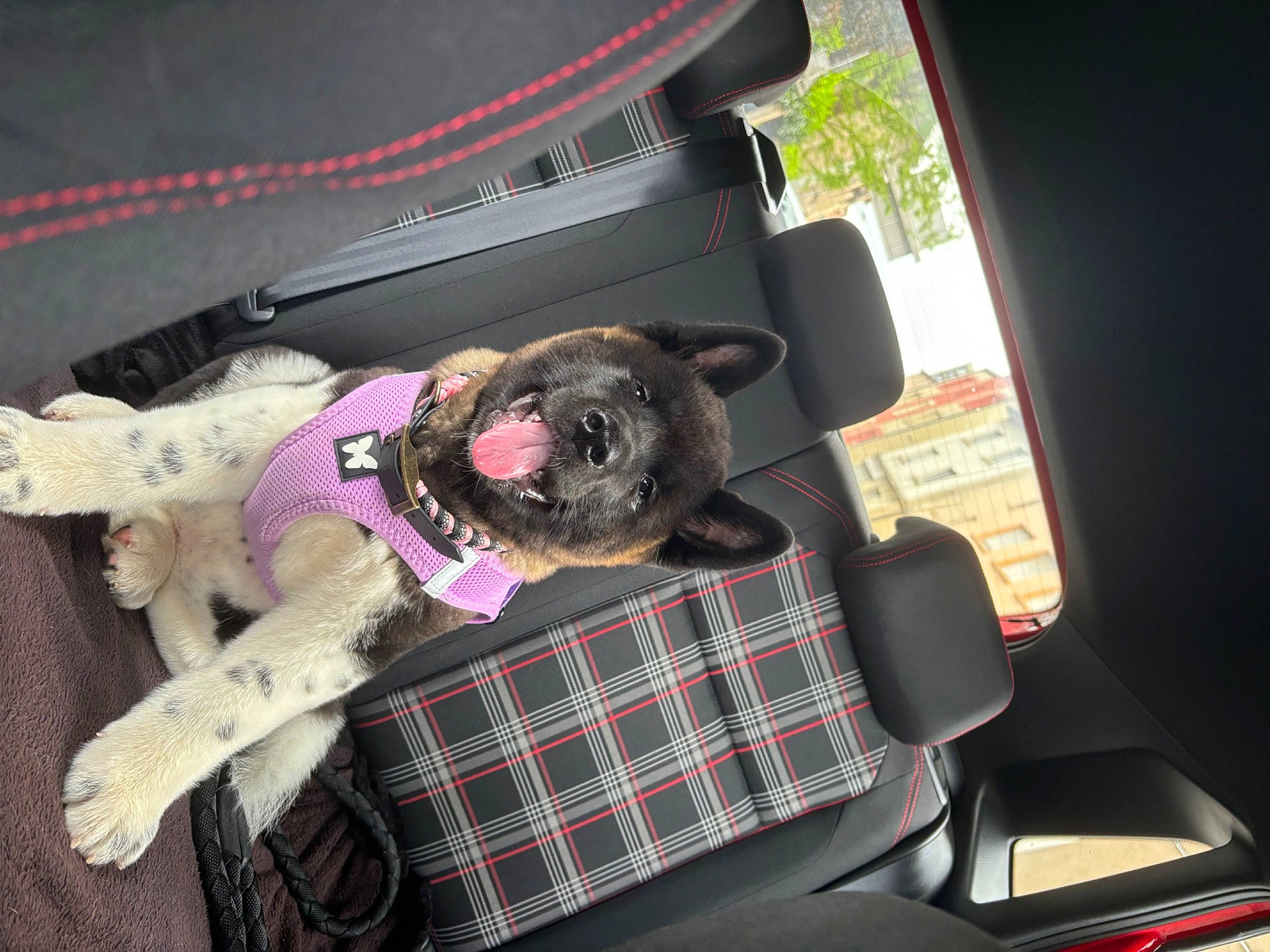 Athena a rejoint le concours — aidez-le/la à gagner de superbes lots ! auto_part, automotive_exterior, bag, car, car_seat, car_seat_cover, carnivore, collar, comfort, companion_dog, dog, dog_breed, fawn, head_restraint, motor_vehicle, seat_belt, tartan, trunk, vehicle, vehicle_door