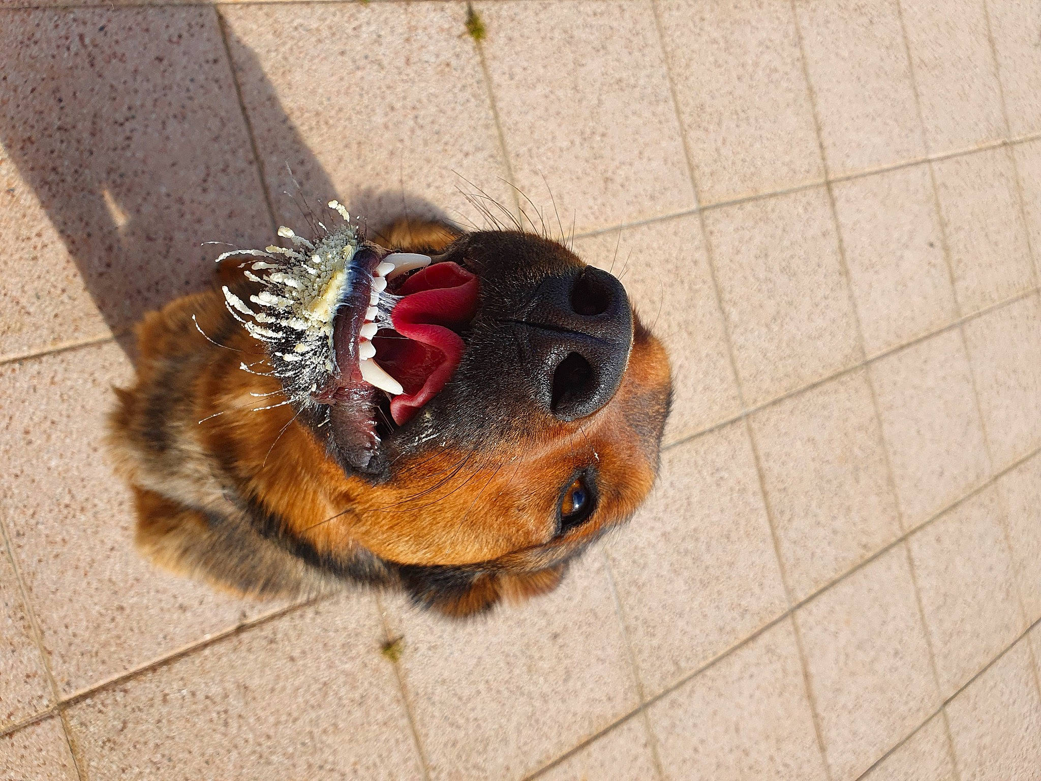 Pita a rejoint le concours — aidez-le/la à gagner de superbes lots ! beige, brown, canidae, carnivore, collar, companion_dog, dog, dog_breed, dog_collar, fawn, fur, liver, paw, pet_supply, snout, sporting_group, tan, tile, tongue, tooth