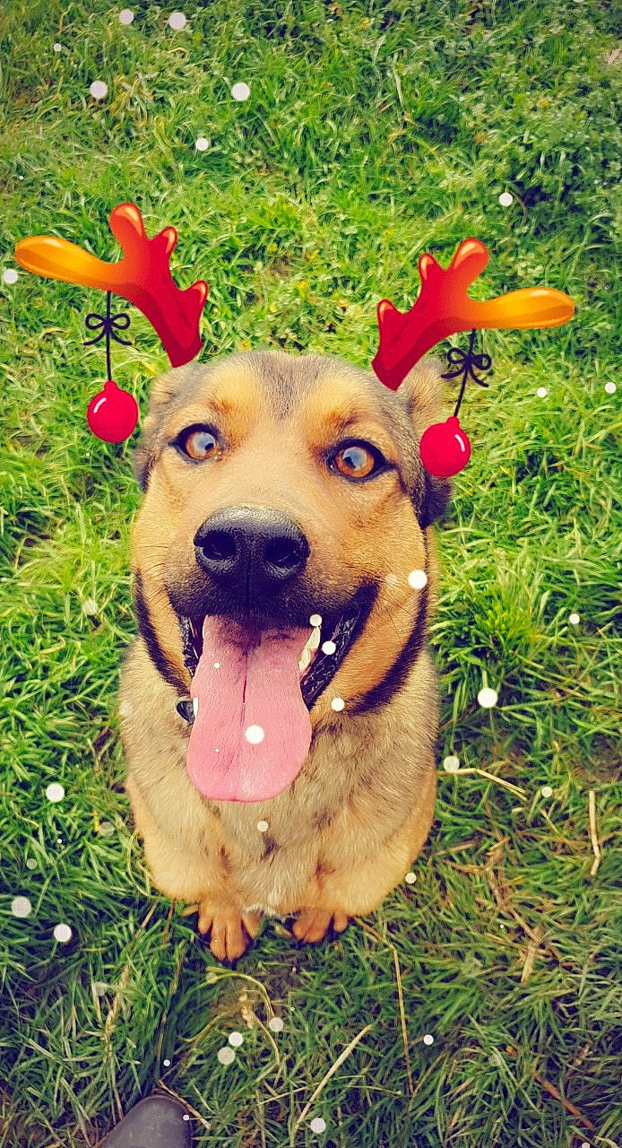 Pita a rejoint le concours — aidez-le/la à gagner de superbes lots ! canidae, carnivore, collar, companion_dog, coquelicot, dog, dog_breed, dog_collar, dog_supply, fawn, snout, sporting_group, tongue, tooth, working_animal