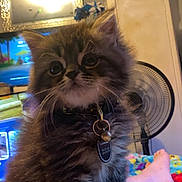 Ludo joined the competition — help win amazing prizes! kitten, cat, indoor, pet, collar, tag, furniture, fan, laundry_basket, feet, blanket, home, cozy, cute, furry, animal, sitting, domestic, young, feline
