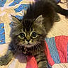 Ludo is registered to the contest to win money with this photo: kitten, cat, pet, fur, cute, quilt, bedspread, toy, plush, indoor, animal, whiskers, collar, tabby, striped, paw, lying_down, curious, soft, domestic