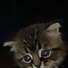 Ludo is registered to the contest to win money with this photo: kitten, cat, animal, pet, fur, whiskers, eyes, cute, closeup, portrait, young, small, mammal, feline, indoor, dark_background, curious, fluffy, face, mouth