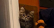 Ludo is registered to the contest to win money with this photo: kitten, cat, door, wooden_crate, plush_toy, indoor, drawer, clothing, curious, furniture, pet, animal, cozy, brown, orange, soft_toy, small_animal, furry, young, peeking