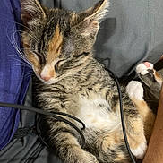 Luna is registered to the contest to win money with this photo: kitten, sleeping, tabby, cat, paw, fur, whiskers, cable, lap, relaxed, cute, pet, indoor, resting, animal, feline, cozy, soft, tiny, pink_paw
