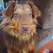 Trixy a rejoint le concours — aidez-le/la à gagner de superbes lots ! dog, brown_dog, fluffy, indoor, couch, pet, animal, closeup, golden_eyes, fur, canine, household, curious, sitting, portrait, looking, companion, domestic, mammal, furniture