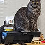 cat, gray_cat, printer, canon, desk, books, yellow_eyes, fluffy_cat, indoor, pet, feline, office, stationery, table, portrait, sitting, domestic_cat, animal, home, curious