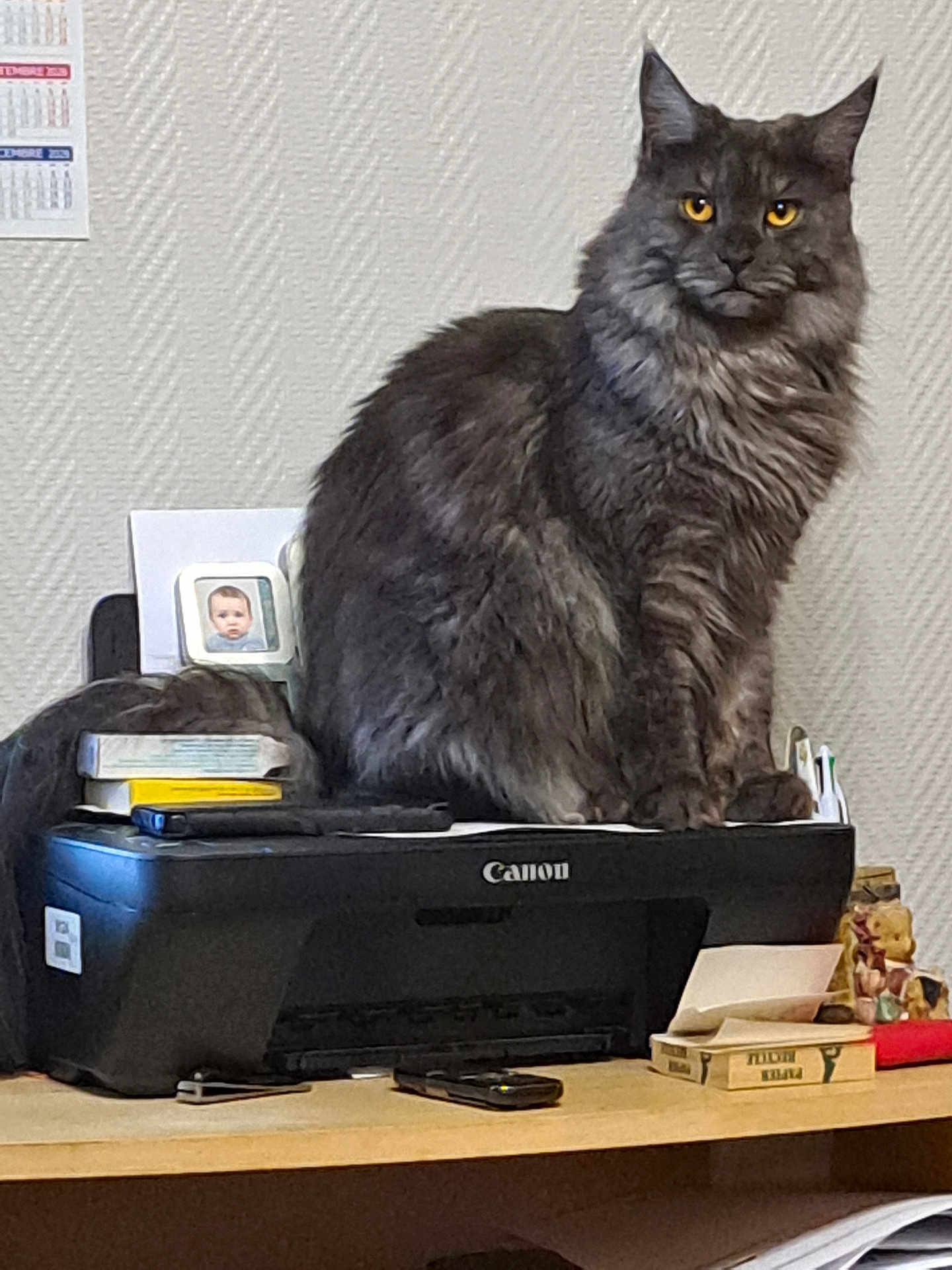 Yumi participe au concours pour gagner de l'argent avec cette photo : cat, gray_cat, printer, canon, desk, books, yellow_eyes, fluffy_cat, indoor, pet, feline, office, stationery, table, portrait, sitting, domestic_cat, animal, home, curious