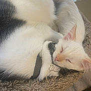 Artemis joined the competition — help win amazing prizes! cat, kitten, sleeping, fur, white_cat, black_spot, nap, pet, cozy, cat_bed, whiskers, ears, paw, close_up, indoor, blanket, soft, nap_time, relaxed, domestic_cat