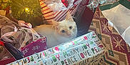 Artemis is registered to the contest to win money with this photo: cat, white_cat, kitten, christmas_tree, ornament, gift_bag, wrapping_paper, presents, holiday, festive, string_lights, tissue_paper, ribbon, wood_floor, cozy, indoor, decorations, cardboard_box, curious, gifts_under_tree