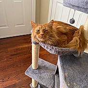 Arlo joined the competition — help win amazing prizes! cat, ginger_cat, orange_cat, long_haired_cat, feline, pet, cat_tree, scratching_post, pom_pom_toy, indoor, hardwood_floor, door, cozy, whiskers, fur, relaxed, winking, close_up, home, furniture