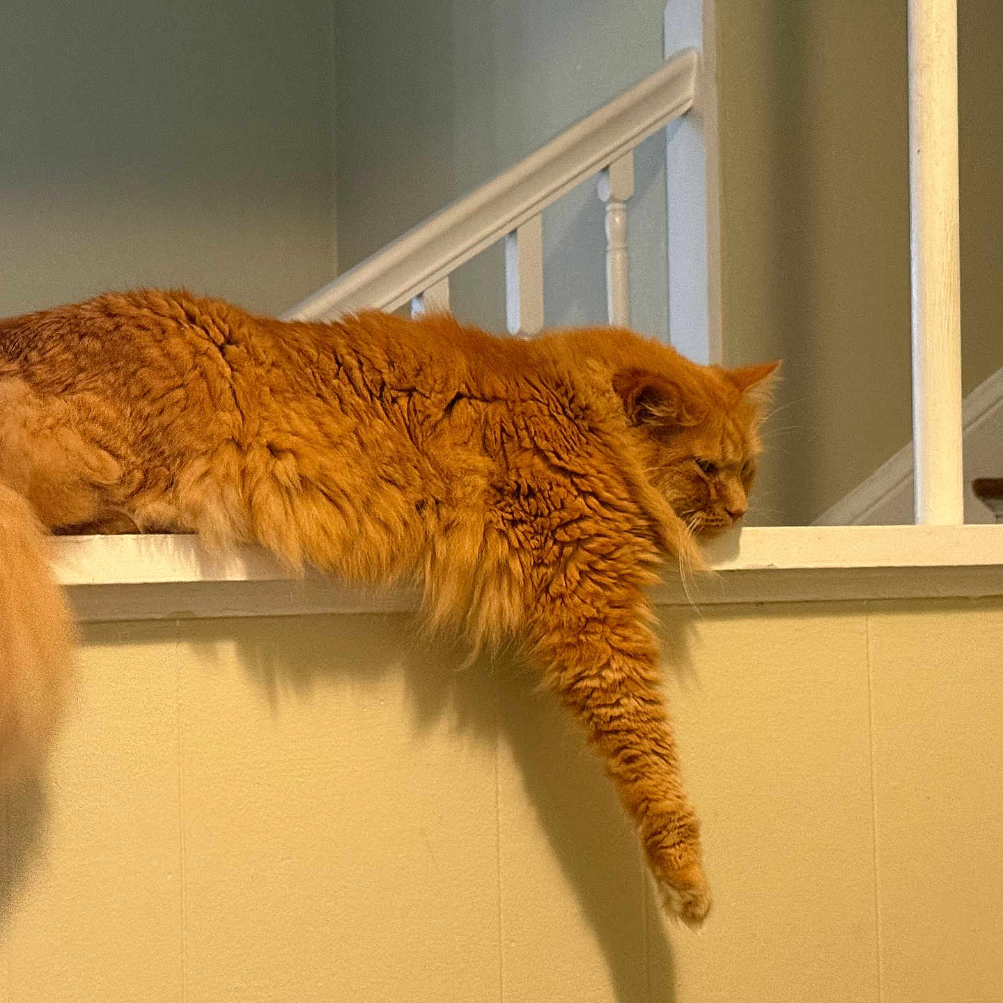 Atlas is registered to the contest to win money with this photo: cat, closeup, domestic, fluffy, fur_texture, ginger_cat, indoor, long_haired, lounging, orange_fur, paw, pet, profile, railing, resting, sleepy, staircase, tail, wall, whiskers