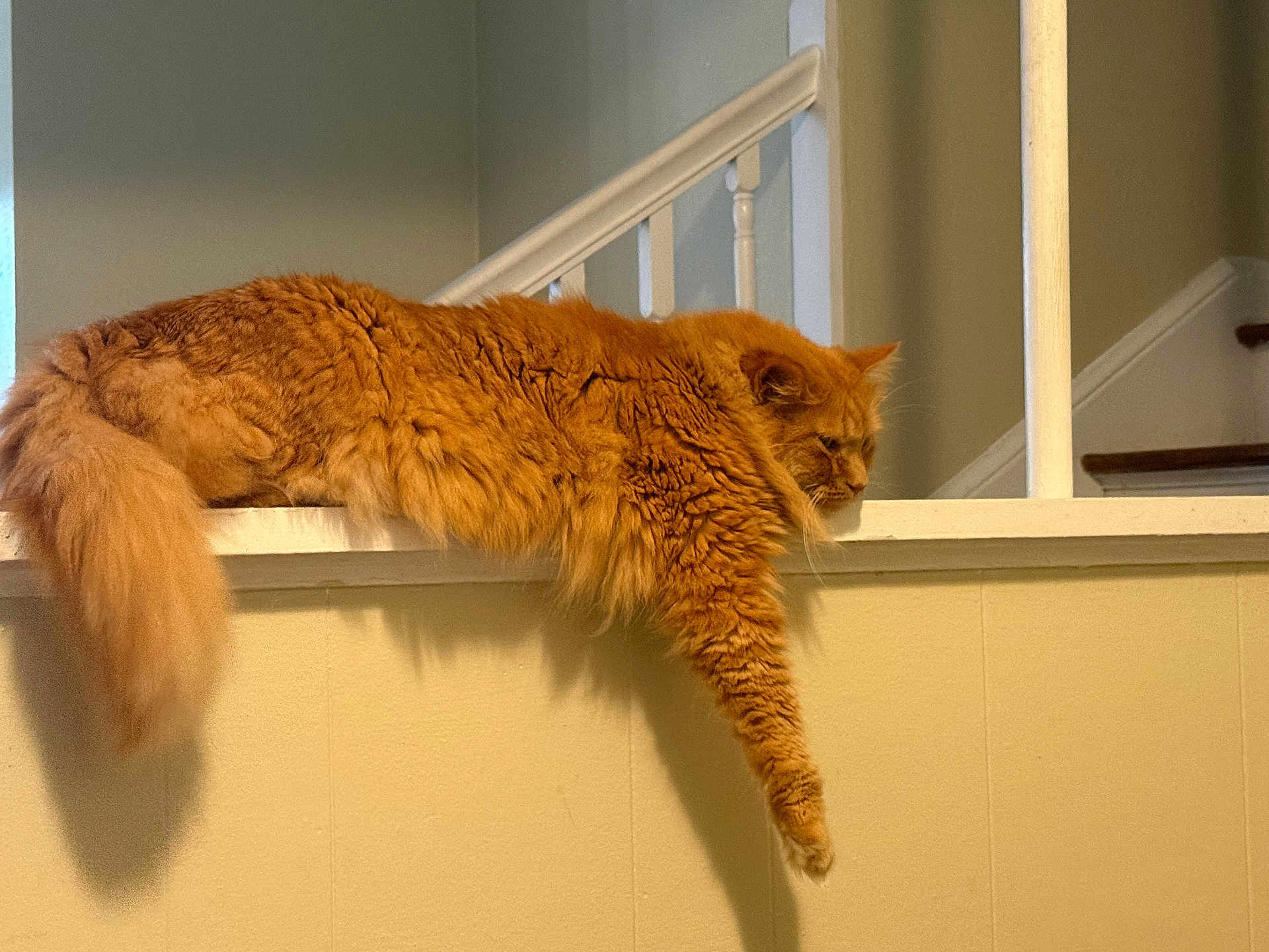 Atlas is registered to the contest to win money with this photo: cat, ginger_cat, long_haired, fluffy, tail, paw, lounging, railing, staircase, indoor, wall, resting, sleepy, whiskers, profile, pet, domestic, fur_texture, closeup, orange_fur
