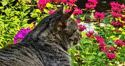 Felix is registered to the contest to win money with this photo: animal, cat, closeup, daylight, feline, flower, garden, gravel, green_leaf, magenta_flower, nature, outdoor, pet, plant, relaxing, resting, sunlight, tabby_cat, tire, vehicle