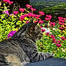 Felix is registered to the contest to win money with this photo: cat, tabby_cat, flower, magenta_flower, plant, green_leaf, outdoor, garden, sunlight, vehicle, tire, gravel, pet, animal, feline, nature, relaxing, closeup, daylight, resting