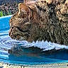cat, tabby_cat, drinking, water, blue_basin, ripples, fur, close_up, side_profile, outdoor, nature, animal, pet, whiskers, texture, reflection, daylight, wildlife, mammal, head