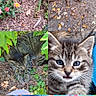 Felix is registered to the contest to win money with this photo: cat, kitten, tabby_cat, dog, outdoor, leaves, sleeping, closeup, pets, nature, animal, fur, cute, collage, resting, playful, colorful, companion, garden, portrait