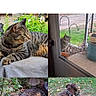 tabby_cat, cat, dog, outdoor, indoor, garden, plants, leaves, flower, pet, animal, nature, resting, interaction, leash, door, window, collage, webpage, text