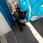 Hades joined the competition — help win amazing prizes! black_cat, kitten, harness, blue, play_tent, shark_design, sunlight, concrete_floor, screen_door, plants, shadow, pet, indoor, curious, sitting, animal, young_cat, daylight, window, blue_frame