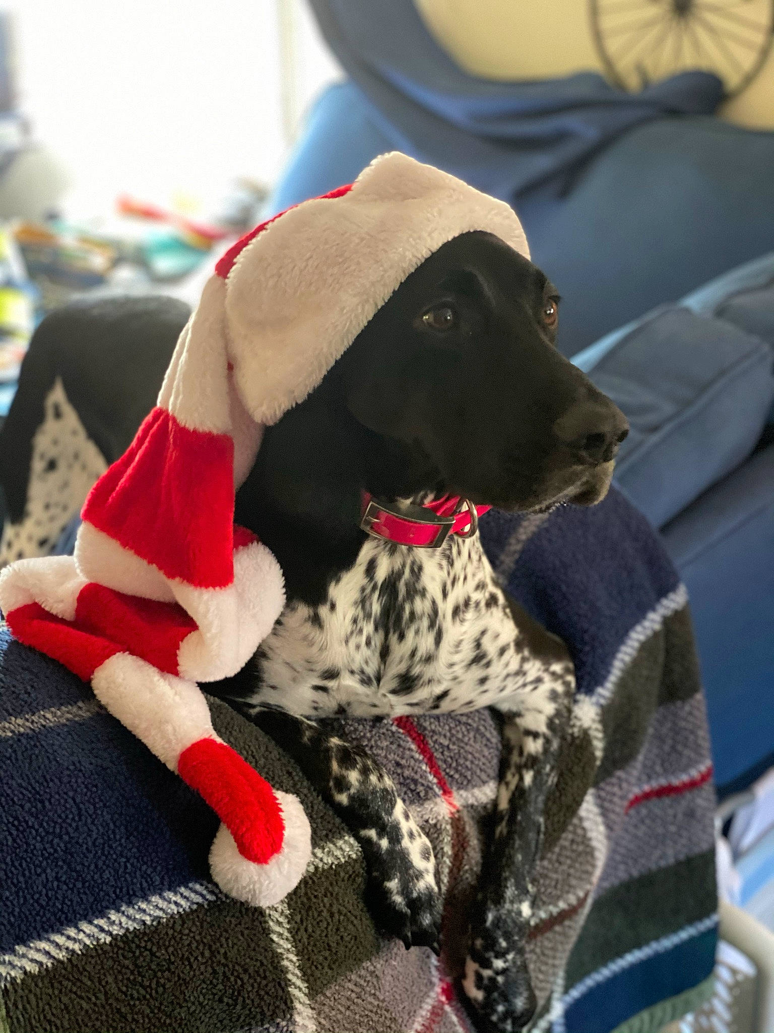 Faith joined the competition — help win amazing prizes! canidae, carnivore, dog, dog_breed, dog_clothes, fur, german_shorthaired_pointer, holiday, hunting_dog, pattern, pointer, pointing_breed, puppy, spaniel, sporting_group