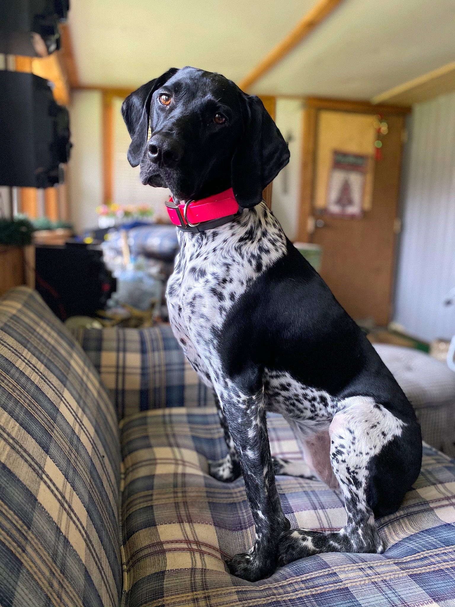 Faith joined the competition — help win amazing prizes! braque_dauvergne, canidae, carnivore, companion_dog, dog, dog_breed, dog_collar, german_shorthaired_pointer, hunting_dog, old_danish_pointer, pointer, pointing_breed, rare_breed_dog, snout, sporting_group