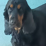 Perle a rejoint le concours — aidez-le/la à gagner de superbes lots ! dog, black_dog, tan_markings, indoor, wall, blue_wall, pet, animal, fur, canine, blurry, soft_focus, standing, close_up, muzzle, ears, portrait, companion, domestic_animal, background