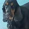 dog, black_dog, tan_markings, indoor, wall, blue_wall, pet, animal, fur, canine, blurry, soft_focus, standing, close_up, muzzle, ears, portrait, companion, domestic_animal, background