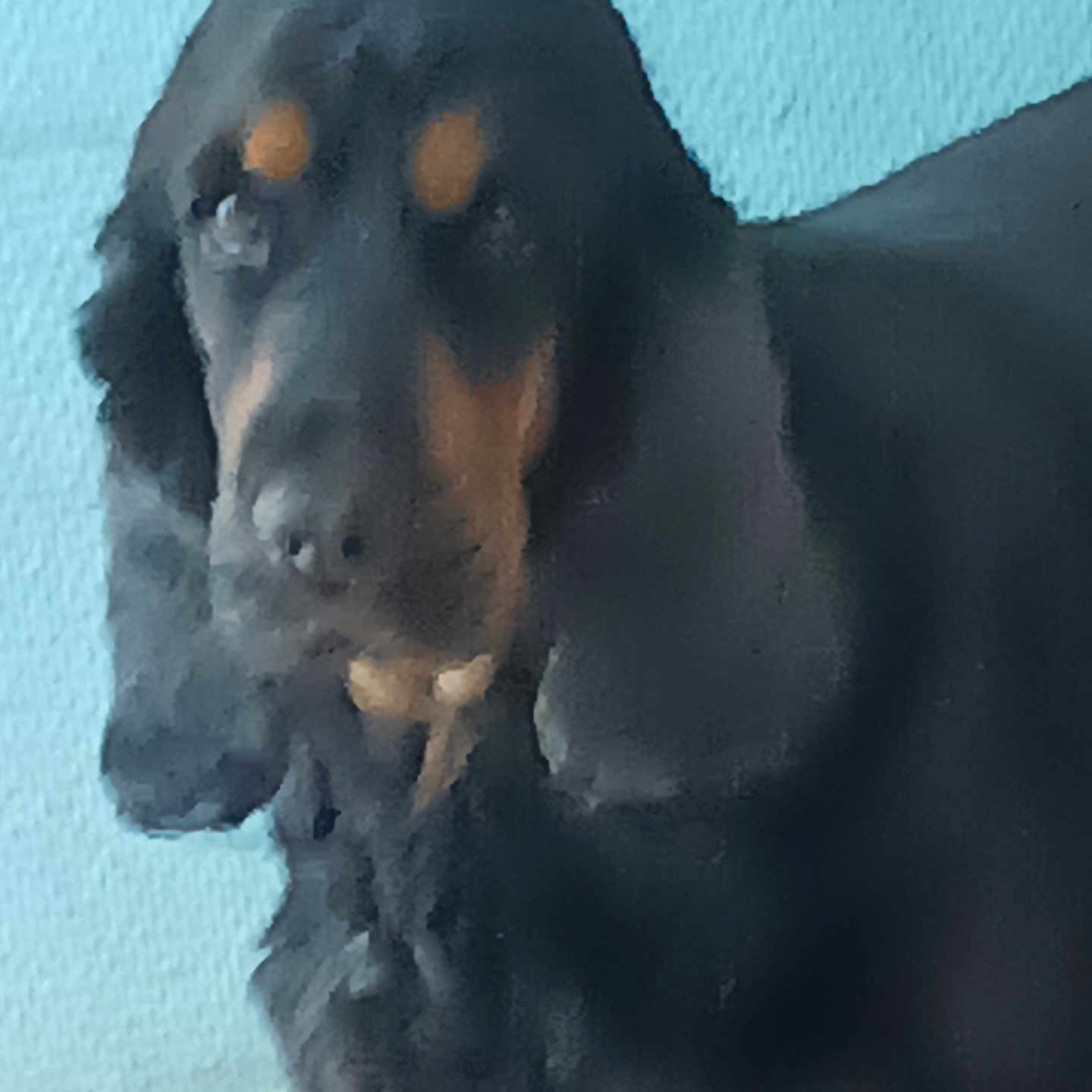 Perle a rejoint le concours — aidez-le/la à gagner de superbes lots ! dog, black_dog, tan_markings, indoor, wall, blue_wall, pet, animal, fur, canine, blurry, soft_focus, standing, close_up, muzzle, ears, portrait, companion, domestic_animal, background