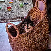 Mamas is registered to the contest to win money with this photo: cat, basket, indoor, toy, carpet, floor, curious, black_and_white, woven, pet, animal, playful, wide_eyes, cozy, home, wood_floor, handles, looking, cute, feline