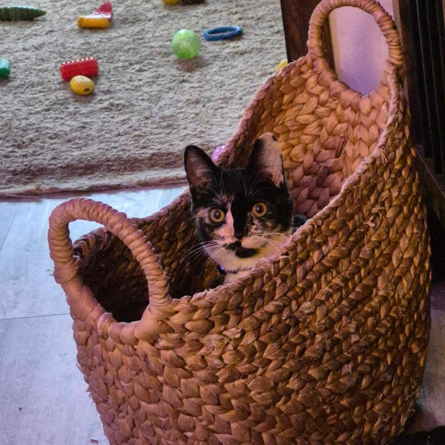 Mamas is registered to the contest to win money with this photo: cat, basket, indoor, toy, carpet, floor, curious, black_and_white, woven, pet, animal, playful, wide_eyes, cozy, home, wood_floor, handles, looking, cute, feline