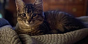 Tigger is registered to the contest to win money with this photo: cat, kitten, tabby, animal, pet, feline, indoor, blanket, cozy, fur, whiskers, ears, cute, resting, portrait, soft_light, curious, closeup, texture, home