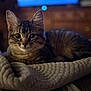 cat, kitten, tabby, animal, pet, feline, indoor, blanket, cozy, fur, whiskers, ears, cute, resting, portrait, soft_light, curious, closeup, texture, home