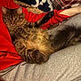 Tigger is registered to the contest to win money with this photo: cat, tabby, fluffy, pet, lap, relaxed, paws, person, red_sweatshirt, gray_sweatpants, blanket, couch, indoor, cozy, fur, whiskers, home, comfort, resting, animal