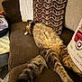 Tigger joined the competition — help win amazing prizes! cat, fluffy, stretching, couch, brown_couch, pillow, patterned_pillow, indoor, relaxed, pet, feline, fur, tail, living_room, cozy, sleeping, domestic_animal, home, resting, animal