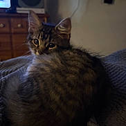 Tigger is registered to the contest to win money with this photo: cat, tabby, animal, pet, feline, fur, ears, eyes, blanket, bed, indoor, furniture, dresser, fan, shadow, texture, curious, resting, cozy, room