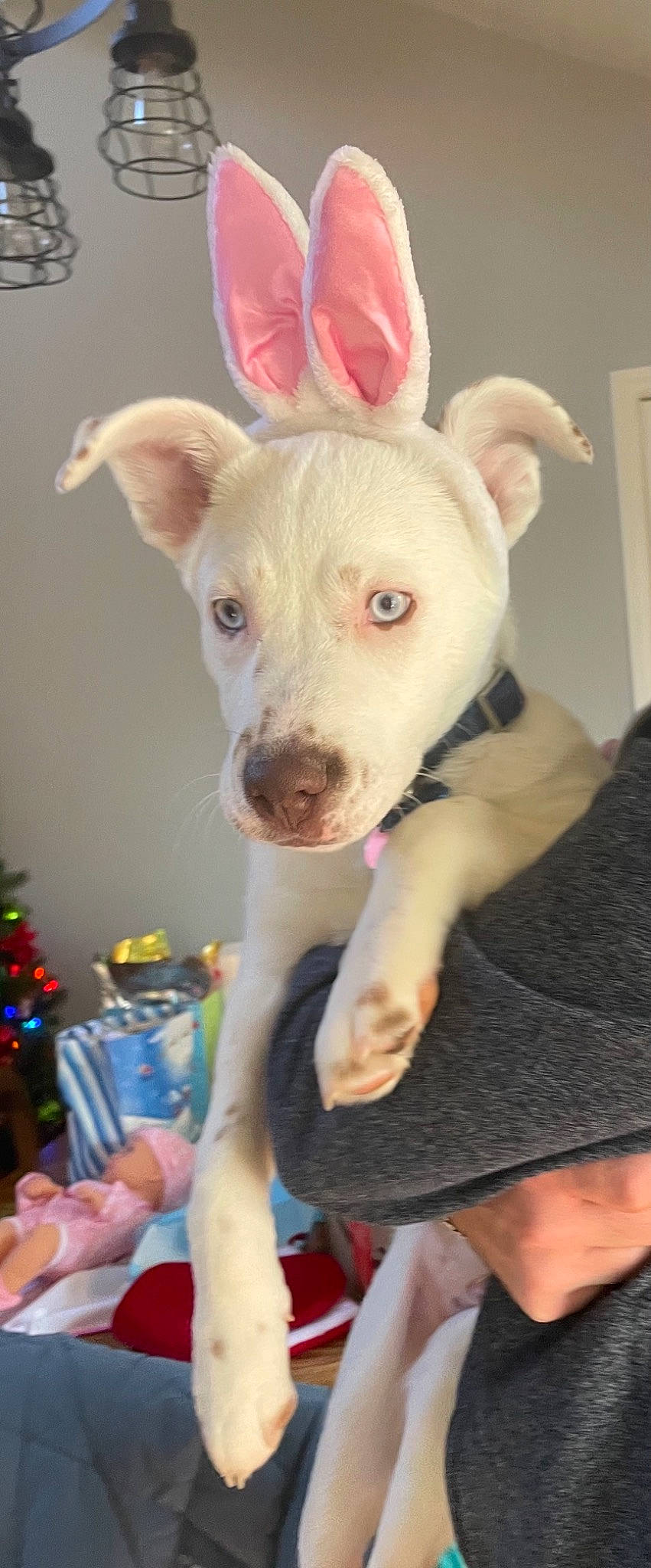 Ruger joined the competition — help win amazing prizes! canidae, cap, carnivore, christmas_decoration, christmas_ornament, christmas_tree, companion_dog, dog, dog_breed, ear, event, fawn, fur, holiday, old_english_terrier, snout, tail, terrestrial_animal, whiskers, working_animal