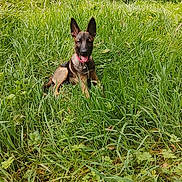 Bella a rejoint le concours — aidez-le/la à gagner de superbes lots ! dog, puppy, german_shepherd, grass, greenery, outdoor, nature, animal, pet, tongue_out, ears_up, happy, meadow, young_dog, canine, summer, playful, field, sitting, collar