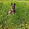 dog, puppy, german_shepherd, grass, greenery, outdoor, nature, animal, pet, tongue_out, ears_up, happy, meadow, young_dog, canine, summer, playful, field, sitting, collar