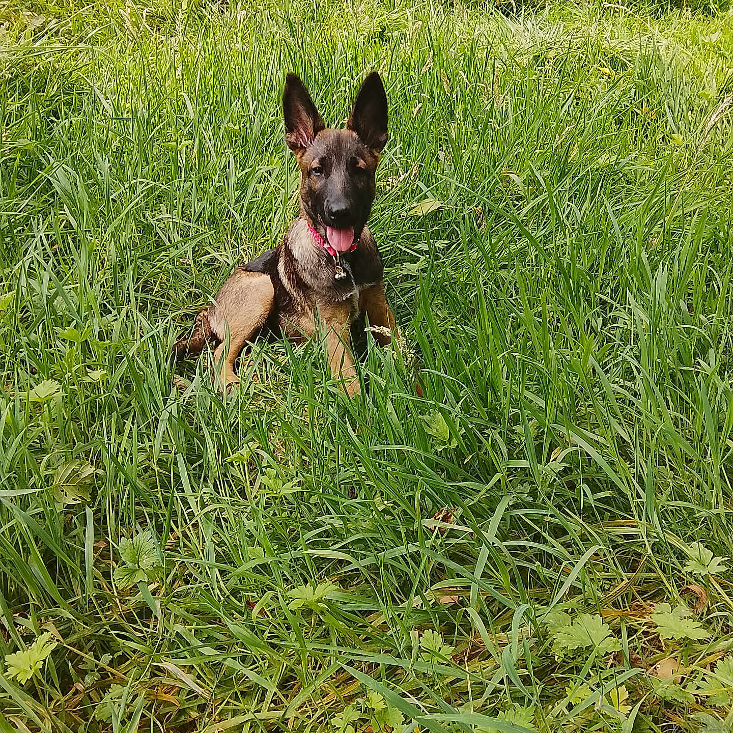 Bella a rejoint le concours — aidez-le/la à gagner de superbes lots ! dog, puppy, german_shepherd, grass, greenery, outdoor, nature, animal, pet, tongue_out, ears_up, happy, meadow, young_dog, canine, summer, playful, field, sitting, collar