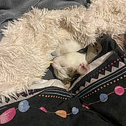 Bibi participe au concours pour gagner de l'argent avec cette photo : cat, sleeping, blanket, bedspread, patterned, cozy, indoor, fur, rest, comfort, animal, pet, snuggled, soft, white_cat, tabby, relaxation, cute, peaceful, domestic