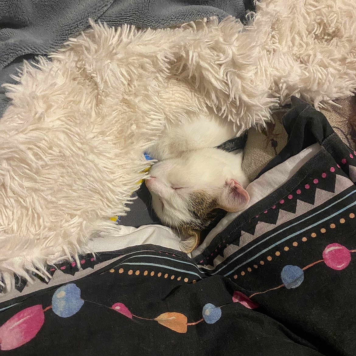 Bibi participe au concours pour gagner de l'argent avec cette photo : cat, sleeping, blanket, bedspread, patterned, cozy, indoor, fur, rest, comfort, animal, pet, snuggled, soft, white_cat, tabby, relaxation, cute, peaceful, domestic